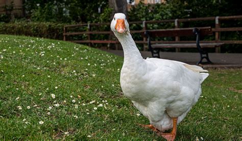 german goose